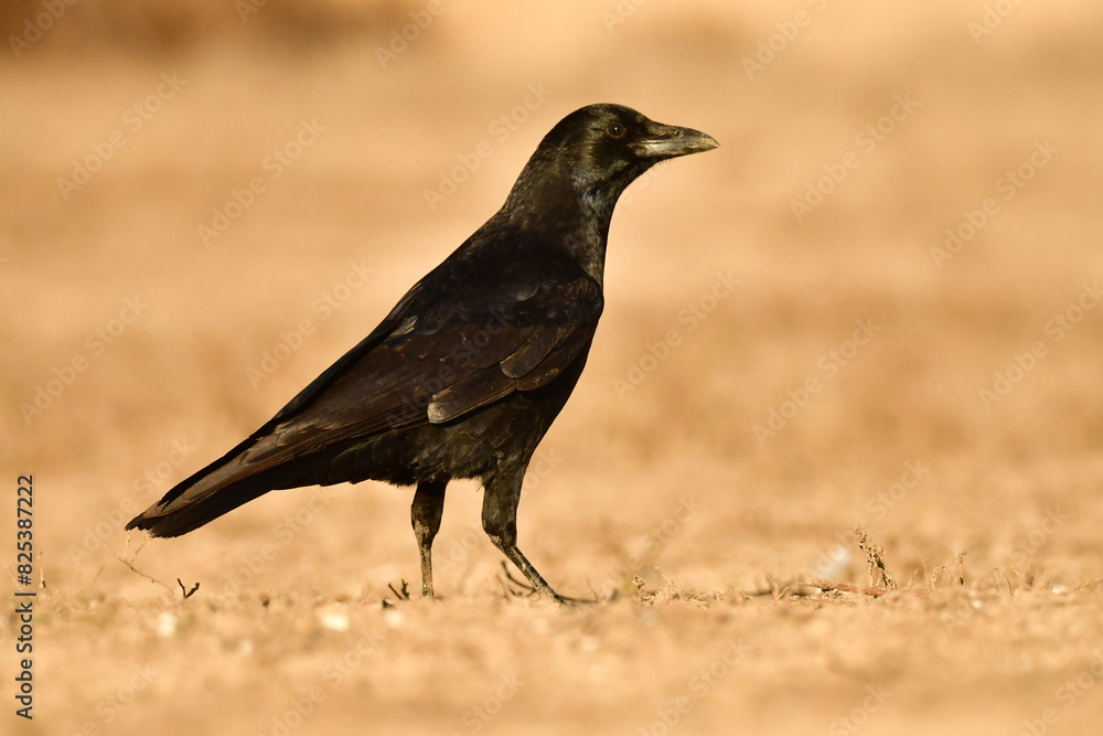 Crow perched in a field with brown grass. Crow perched in a field with brown grass.