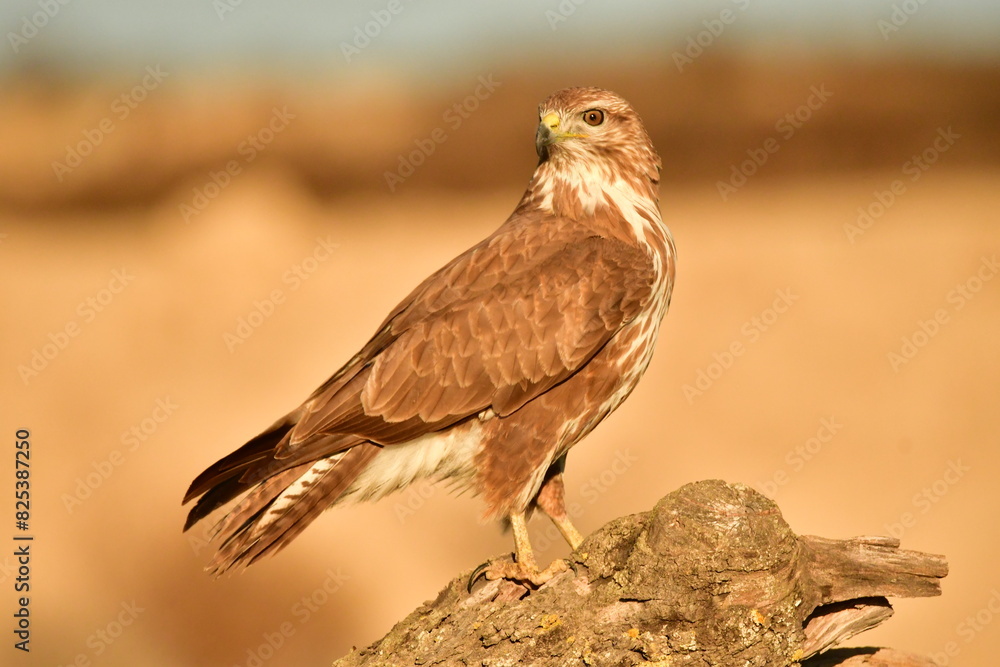 Fototapeta premium Buzzard perched on a wooden branch on a field.