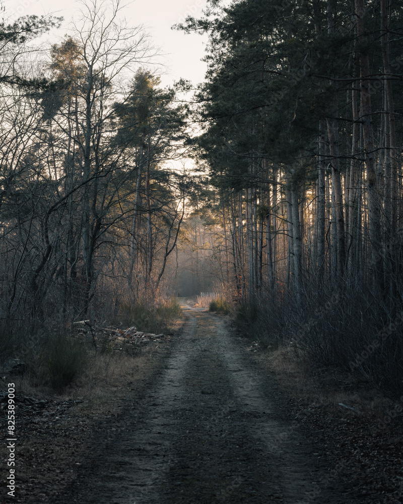 Fototapeta premium Misty country road winding through a forest
