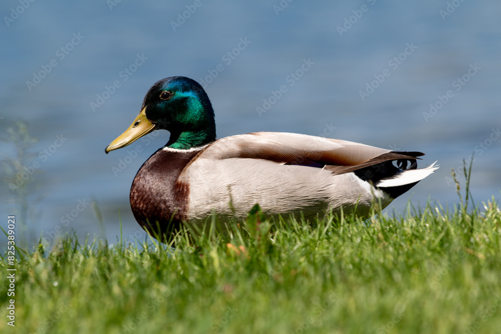 Obraz premium Serene Mallard Duck by the Lakeside in Küssnacht am Rigi