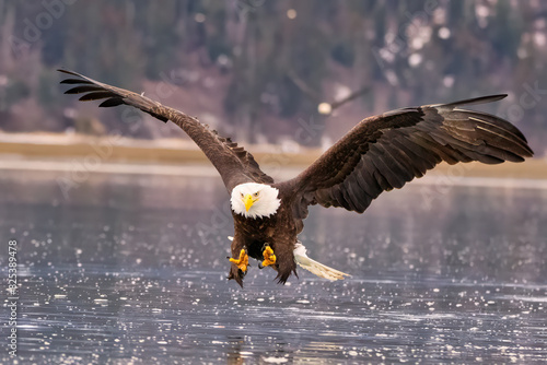a eagle on a frozen lake landing and grabbing up food from the water