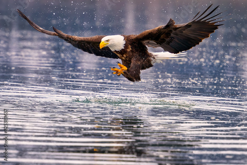 bald eagle landing on water with landing gear extended while flying