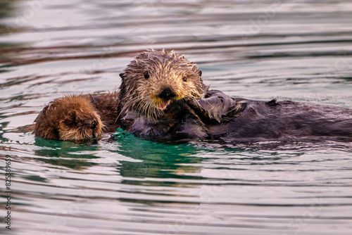 Sea Otter with newborn pup, Homer, Alaska © Wirestock