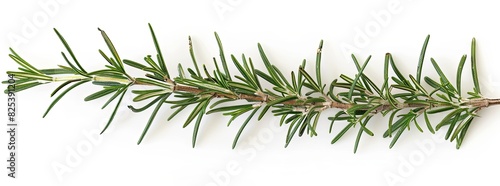 Fresh rosemary sprig isolated on white background. Culinary herb used for cooking and garnishing. Aromatic  flavorful  and versatile.