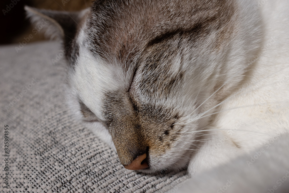 Capital Federal, Buenos Aires, Argentina; April 20 2019: A little cat sleeps on a sofa Capital Federal, Buenos Aires, Argentina; April 20 2019: A little cat sleeps on a sofa