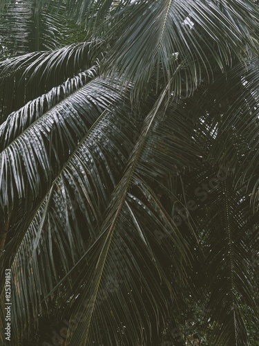 Palm tree leaves in the rain photo