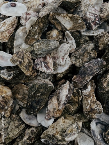 Close up of oyster shells photo