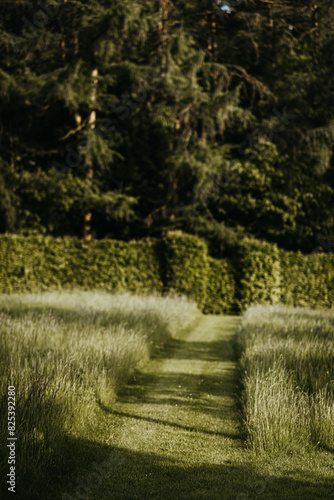Grassland with a patch of taller and mown grass