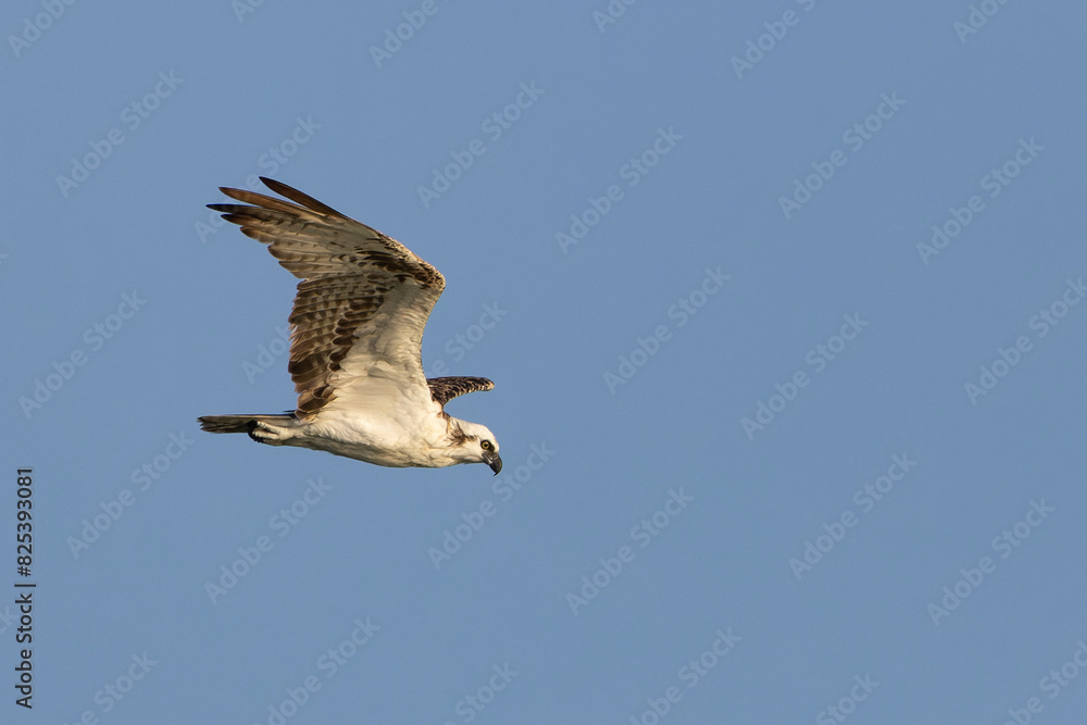 Obraz premium Osprey soaring in the clear blue sky during a sunny day