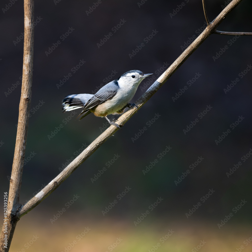 Naklejka premium White Breasted Nuthatch