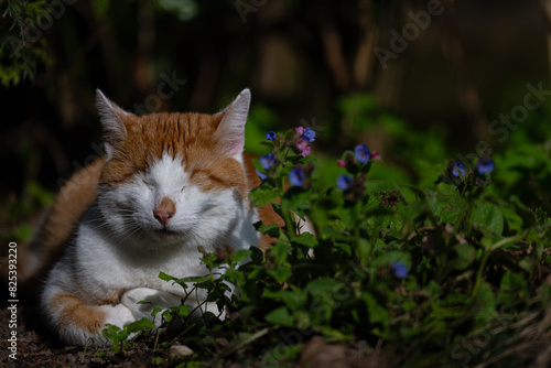 an orange and white cat laying next to some bushes and flowers photo