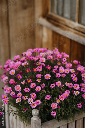 Wallpaper Mural Vibrant pink daisies in wooden planter Torontodigital.ca