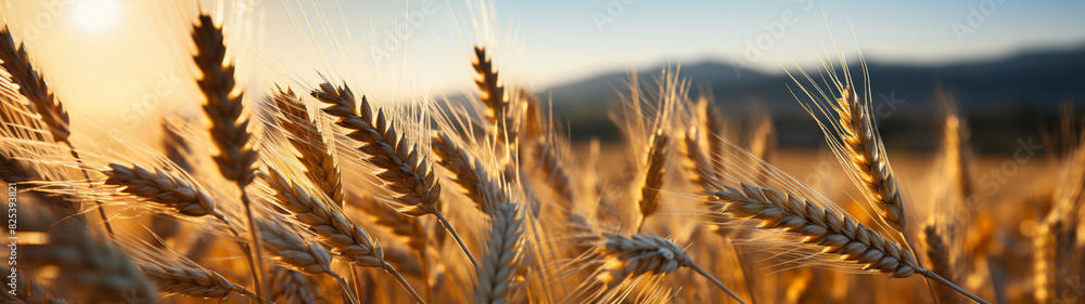 Golden harvest: close-up of sunlit wheat fields. Golden harvest: close-up of sunlit wheat fields.