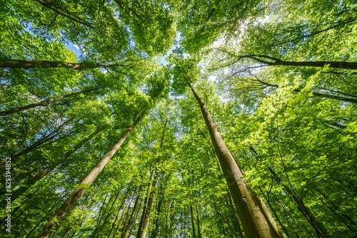 Fototapeta Naklejka Na Ścianę i Meble -  Springtime forest with setting sun shining through leaves and branches. Nature, forestry, habitat, environment and sustainability concepts
