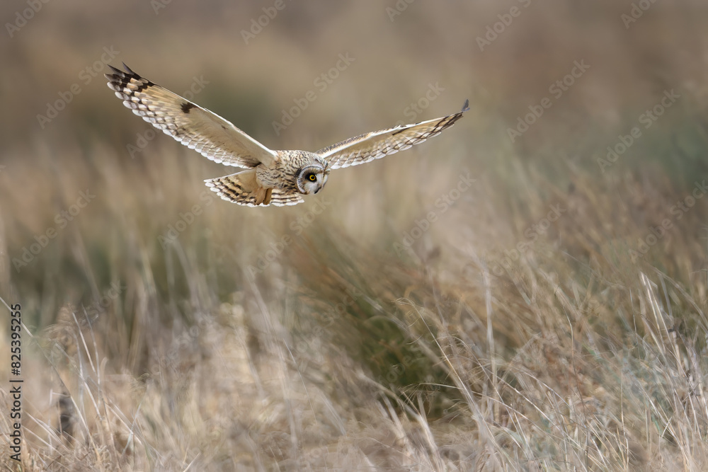 Low-flying short eared owl hunting Low-flying short eared owl hunting