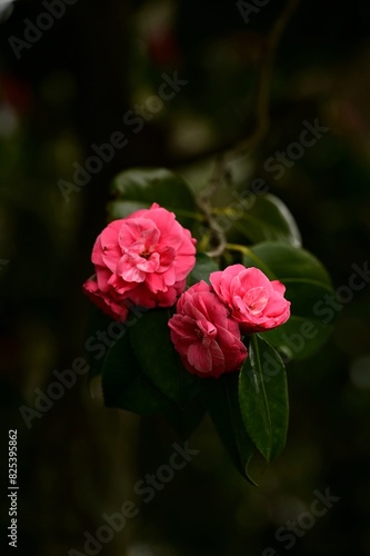 there are two pink flowers in the dark near a tree © Wirestock