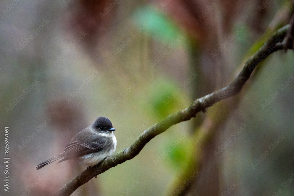 Fototapeta premium a small bird perched on a thin branch in a forest