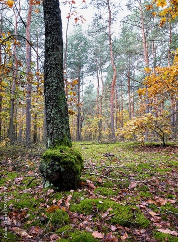 pień sosnowy jesienią  photo