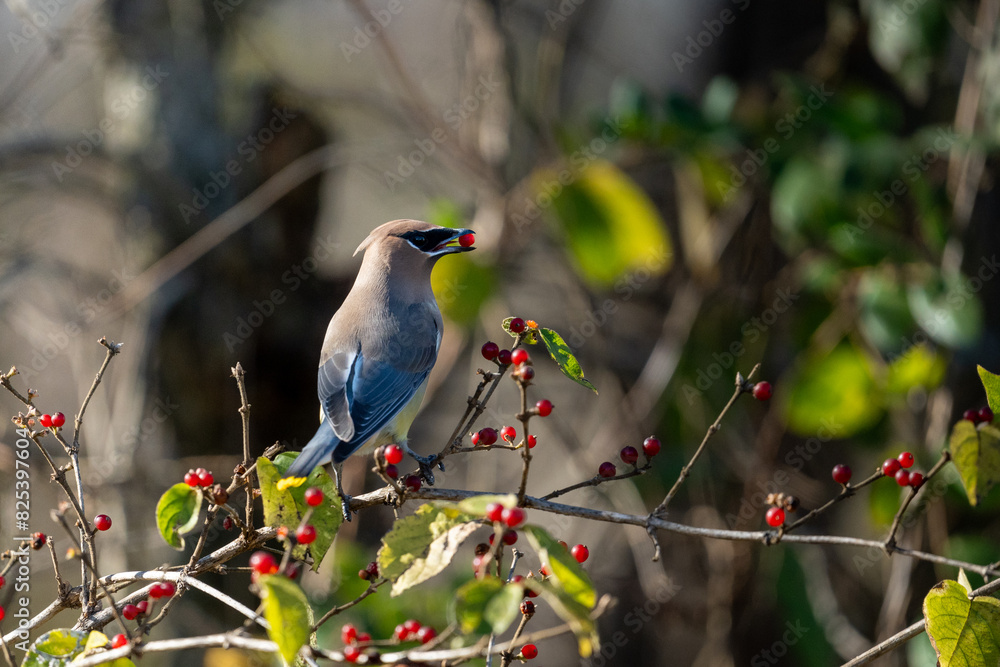 Fototapeta premium a bird perched on top of some berries in a tree