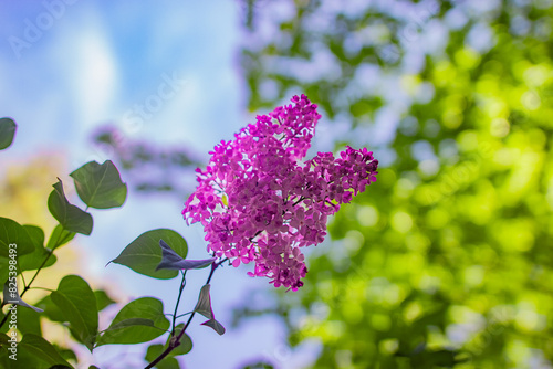 Reaching for the Sky: A Purple Lilac in Full Bloom