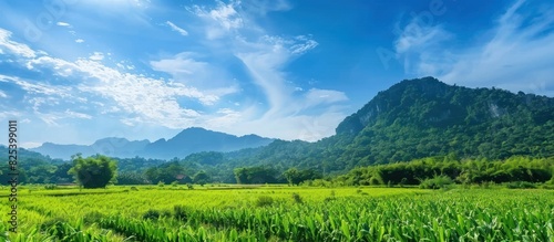 Green Cornfield and Mountain and blue sky