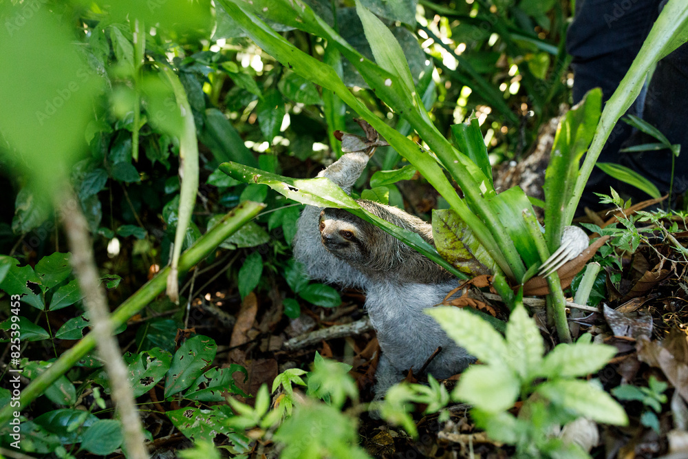Sloth in the greenery Sloth in the greenery