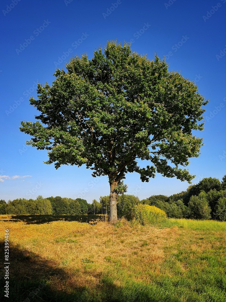 Drzewo w polu