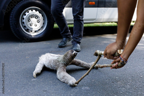 Sloth being rescued from the road on a stick photo