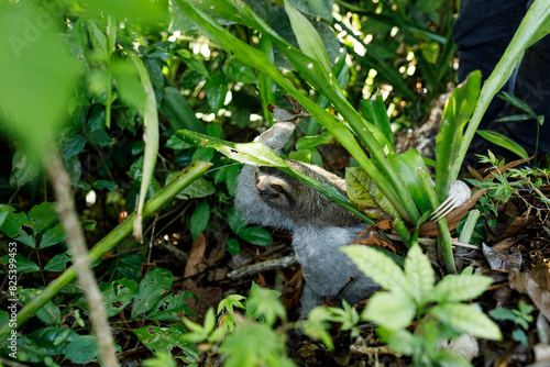 Sloth in the greenery photo