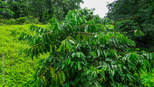 View from a coffe tree with beans at a plantation at Sao Tome, Africa © Wirestock