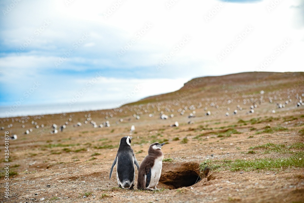 Obraz premium two penguins sitting together in front of a hole in the ground