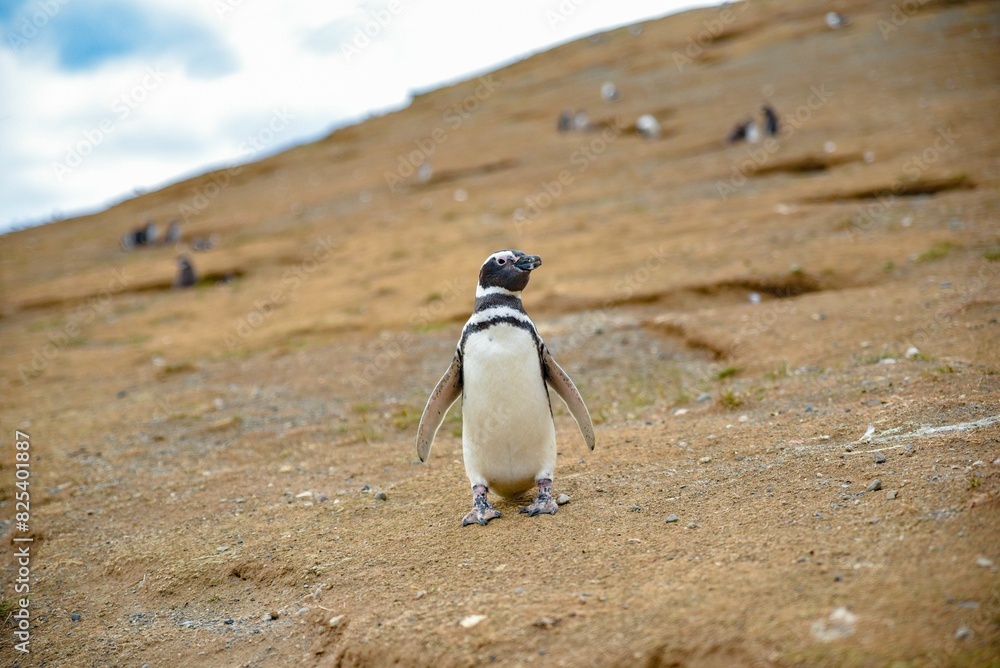 Fototapeta premium the penguin is standing in the sand on the hillside with its head slightly turned