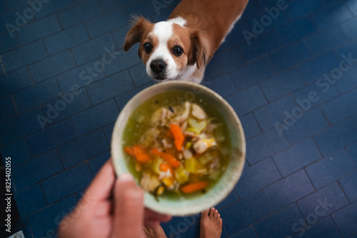 pov  Feeding Soup to Pet Dog, ugc photo