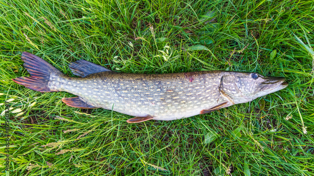 A large pike caught while fishing lying on a meadow A large pike caught while fishing lying on a meadow