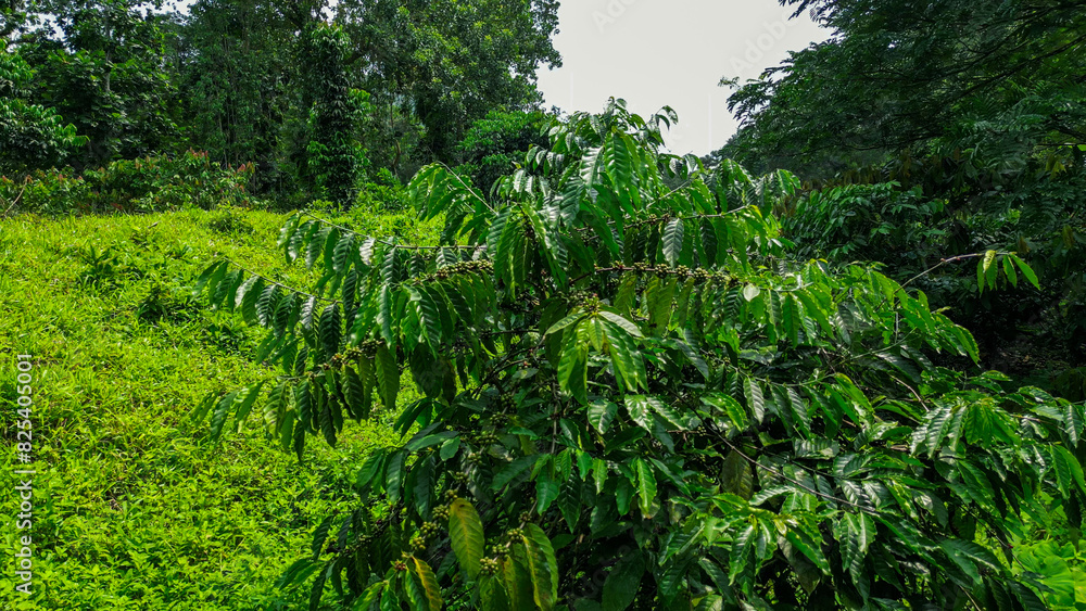 Small coffee tree covered with lush green leaves in in Praia Grande, Sao Tome, South Africa Small coffee tree covered with lush green leaves in in Praia Grande, Sao Tome, South Africa