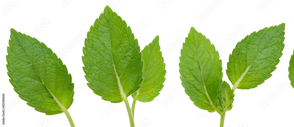 green mint leaves isolated on white green mint leaves isolated on white