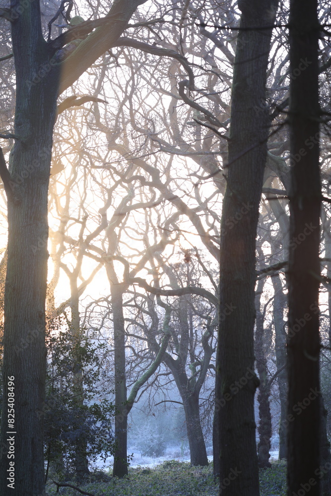 Fototapeta premium Sunlight filters through a misty forest canopy with abundant trees