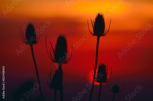 Wild teasel (Dipsacus fullonum) silhouetted at sunset Oregon photo