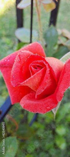 Beautiful red orange rose bud flower with raindrops close up