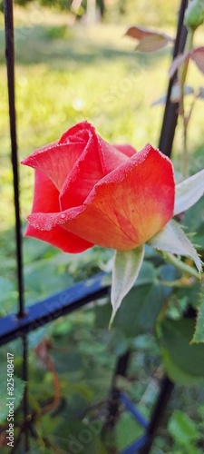 Beautiful red orange rose bud flower close up