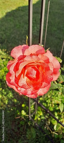 Beautiful red orange rose bud flower with raindrops close up