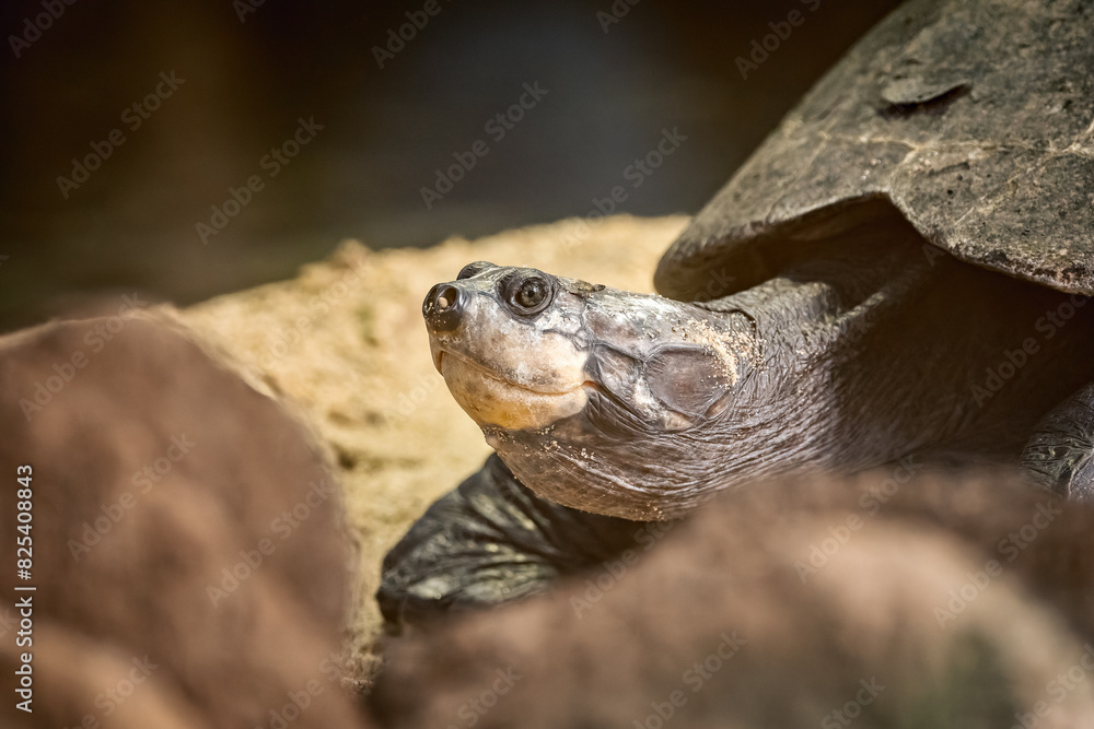 Madagascar shield-footed tortoise (Erymnochelys madagascariensis) resting on ground near rocks