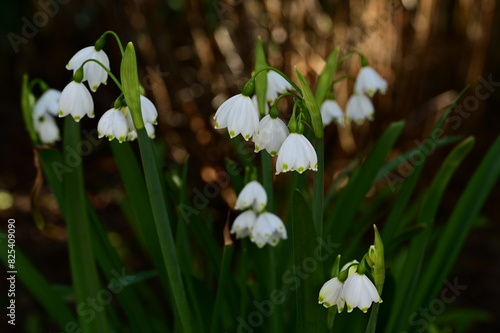 Closeup of white snowbell flowers growing in a garden in spring in Victoria, British Columbia,Canada