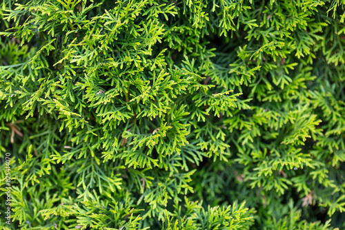 Close-up of Lush Green Cedar Tree Foliage in a Natural Outdoor Setting on a Sunny Day, Emphasizing the Detailed Texture and Vibrant Color for Botanical and Nature Concept Imagery