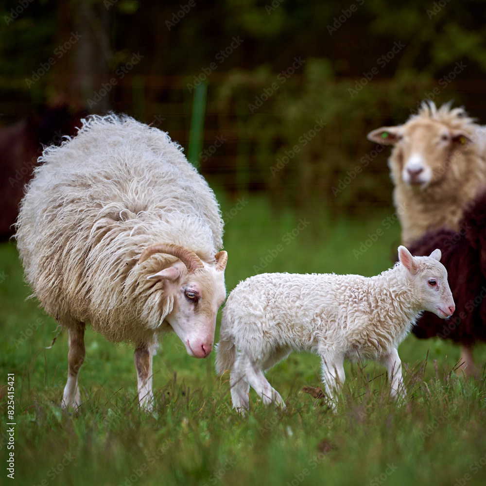 Lamm mit Mutter in der Herde auf der Wiese Lamm mit Mutter in der Herde auf der Wiese