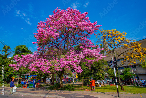 Handroanthus chrysanthus (araguaney or yellow ipê) and Tabebuia rosea, also called pink poui, and rosy trumpet tree