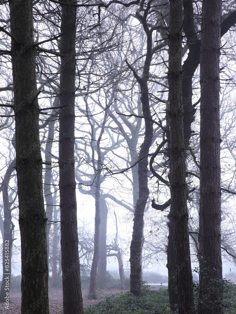 Fototapeta premium Dense forest with trees and bushes