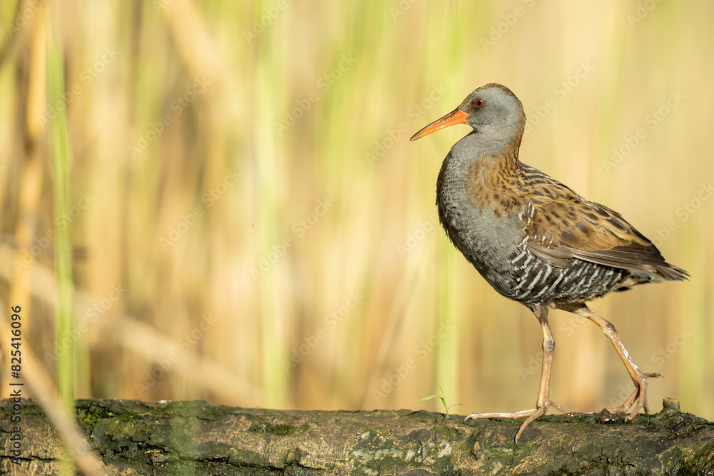 Closeup of a water rail (Rallus aquaticus) perched on a log Closeup of a water rail (Rallus aquaticus) perched on a log