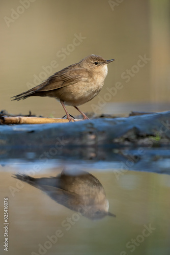 Closeup of a common grasshopper warbler (Locustella naevia) perched on a log photo