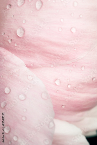 raindrops on a pale pink peony  photo